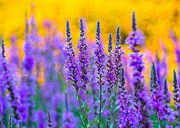 快节奏回合制战略游戏《英雄之时》3月1日发售 支持简中